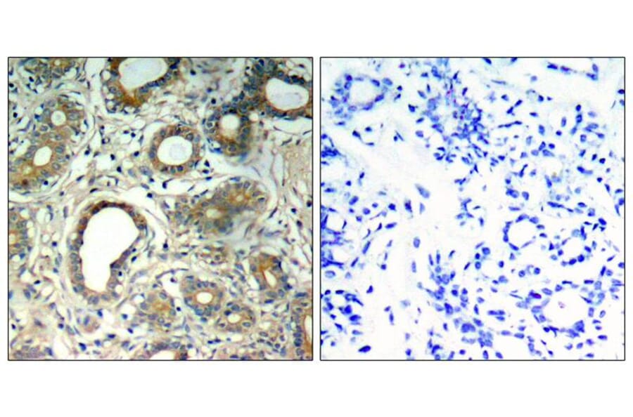 Immunohistochemistry - SHP-2 (Phospho-Tyr580) Antibody from Signalway Antibody (11320) - Antibodies.com
