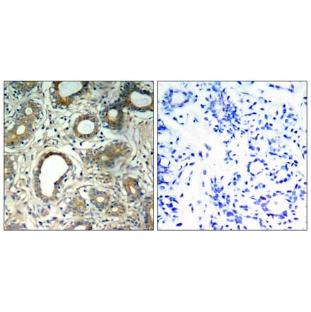 Immunohistochemistry - SHP-2 (Phospho-Tyr580) Antibody from Signalway Antibody (11320) - Antibodies.com