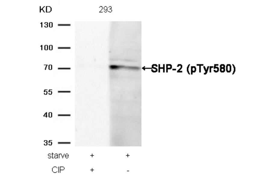 Western blot - SHP-2 (Phospho-Tyr580) Antibody from Signalway Antibody (11320) - Antibodies.com