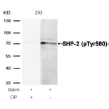 Western blot - SHP-2 (Phospho-Tyr580) Antibody from Signalway Antibody (11320) - Antibodies.com