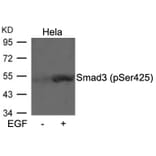 Western blot - Smad3 (Phospho-Ser425) Antibody from Signalway Antibody (11325) - Antibodies.com