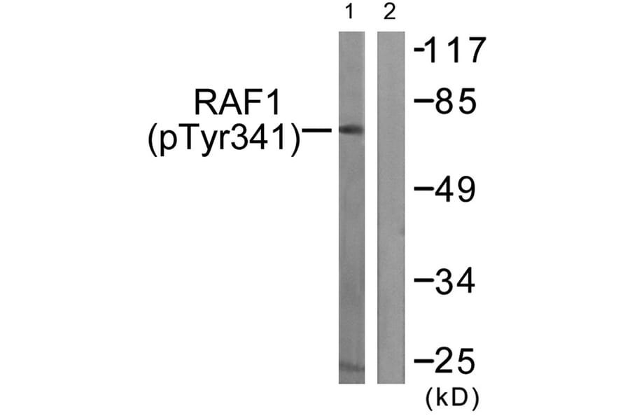 Western blot - C-RAF (Phospho-Tyr341) Antibody from Signalway Antibody (11668) - Antibodies.com
