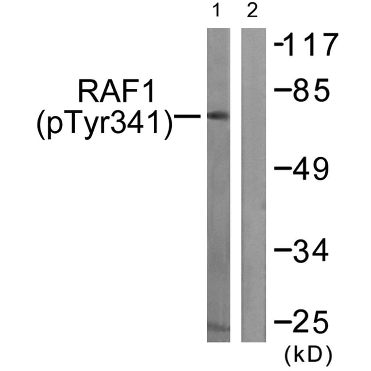 Western blot - C-RAF (Phospho-Tyr341) Antibody from Signalway Antibody (11668) - Antibodies.com