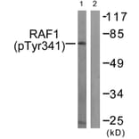 Western blot - C-RAF (Phospho-Tyr341) Antibody from Signalway Antibody (11668) - Antibodies.com
