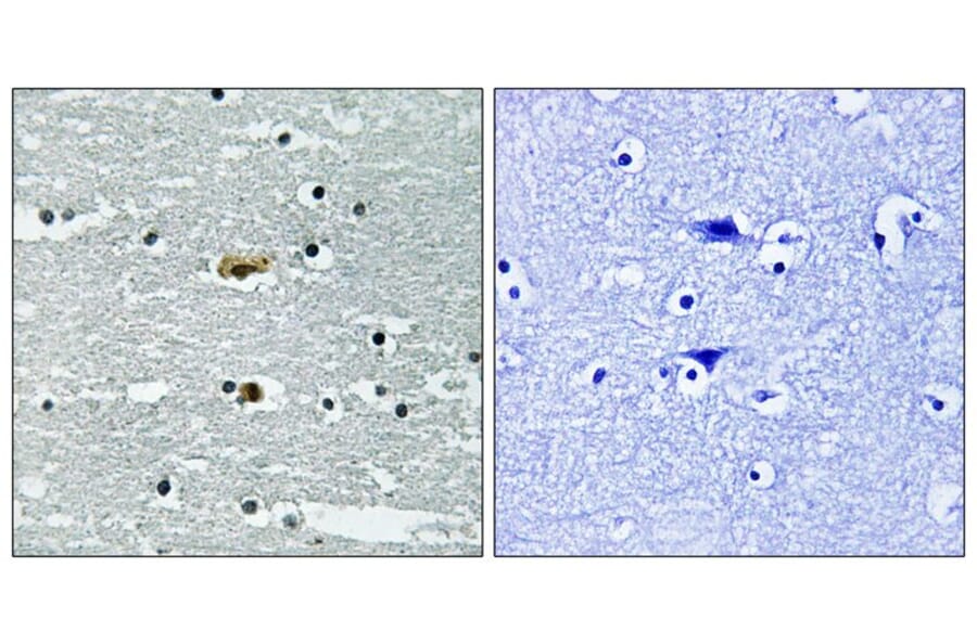 Immunohistochemistry - STK39 (Phospho-Ser309) Antibody from Signalway Antibody (11755) - Antibodies.com