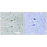 Immunohistochemistry - STK39 (Phospho-Ser309) Antibody from Signalway Antibody (11755) - Antibodies.com