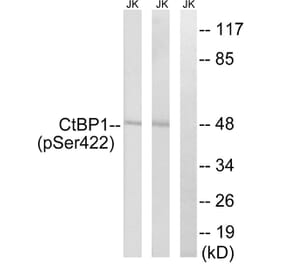 Western blot - CtBP1 (Phospho-Ser422) Antibody from Signalway Antibody (11796) - Antibodies.com