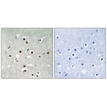 Immunohistochemistry - MEF2C (Phospho-Ser396) Antibody from Signalway Antibody (11808) - Antibodies.com