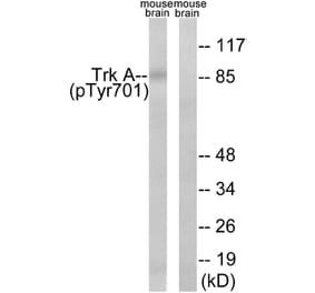 Western blot - Trk A (Phospho-Tyr701) Antibody from Signalway Antibody (12115) - Antibodies.com