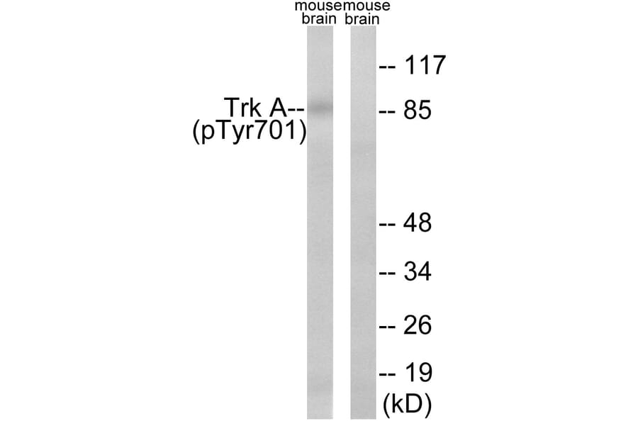 Western blot - Trk A (Phospho-Tyr701) Antibody from Signalway Antibody (12115) - Antibodies.com