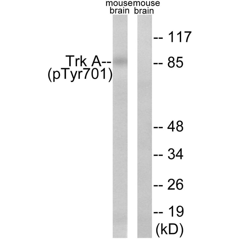 Western blot - Trk A (Phospho-Tyr701) Antibody from Signalway Antibody (12115) - Antibodies.com