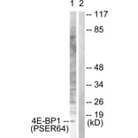 Western blot - 4E-BP1 (Phospho-Ser64) Antibody from Signalway Antibody (12124) - Antibodies.com