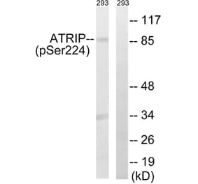 Western blot - ATRIP (Phospho-Ser224) Antibody from Signalway Antibody (12130) - Antibodies.com