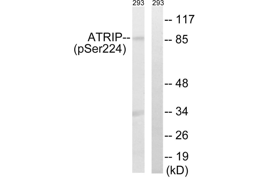 Western blot - ATRIP (Phospho-Ser224) Antibody from Signalway Antibody (12130) - Antibodies.com