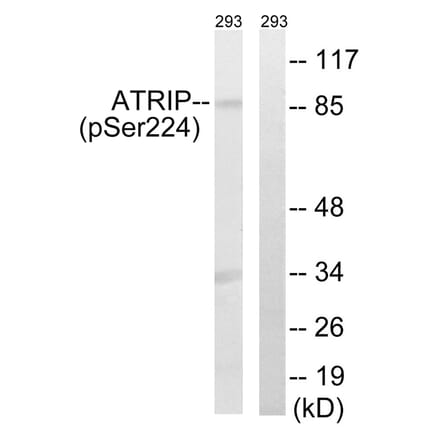 Western blot - ATRIP (Phospho-Ser224) Antibody from Signalway Antibody (12130) - Antibodies.com