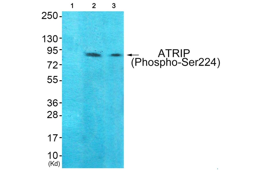 Western blot - ATRIP (Phospho-Ser224) Antibody from Signalway Antibody (12130) - Antibodies.com