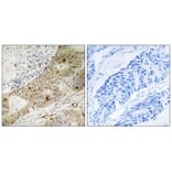 Immunohistochemistry - ATRIP (Phospho-Ser224) Antibody from Signalway Antibody (12130) - Antibodies.com