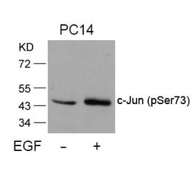 Western blot - c-Jun (Phospho-Ser73) Antibody from Signalway Antibody (11003) - Antibodies.com