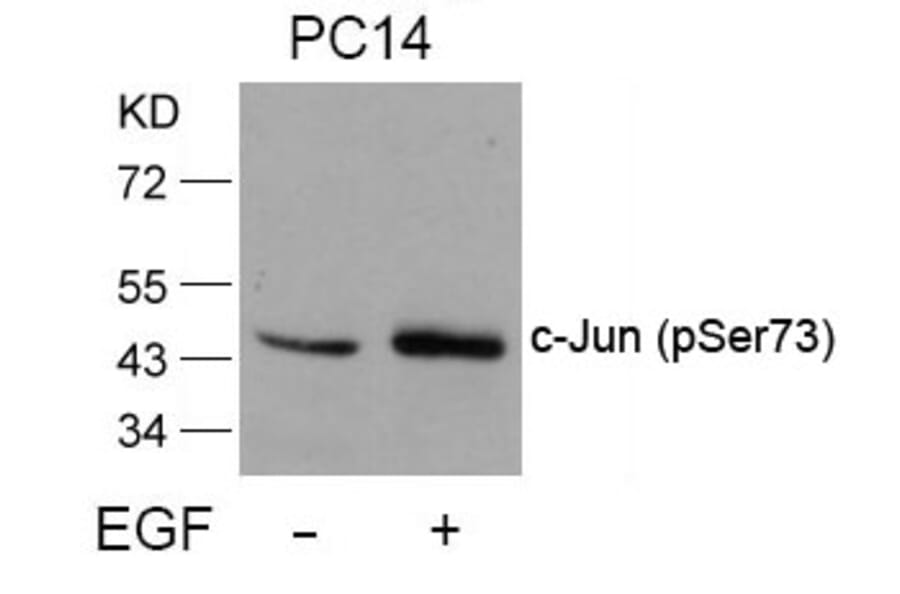 Western blot - c-Jun (Phospho-Ser73) Antibody from Signalway Antibody (11003) - Antibodies.com