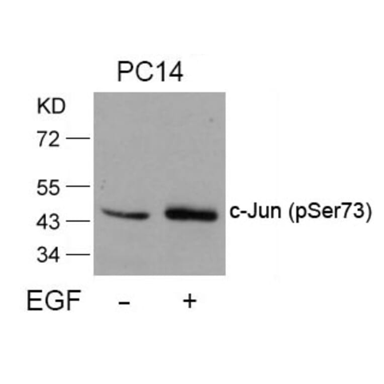 Western blot - c-Jun (Phospho-Ser73) Antibody from Signalway Antibody (11003) - Antibodies.com