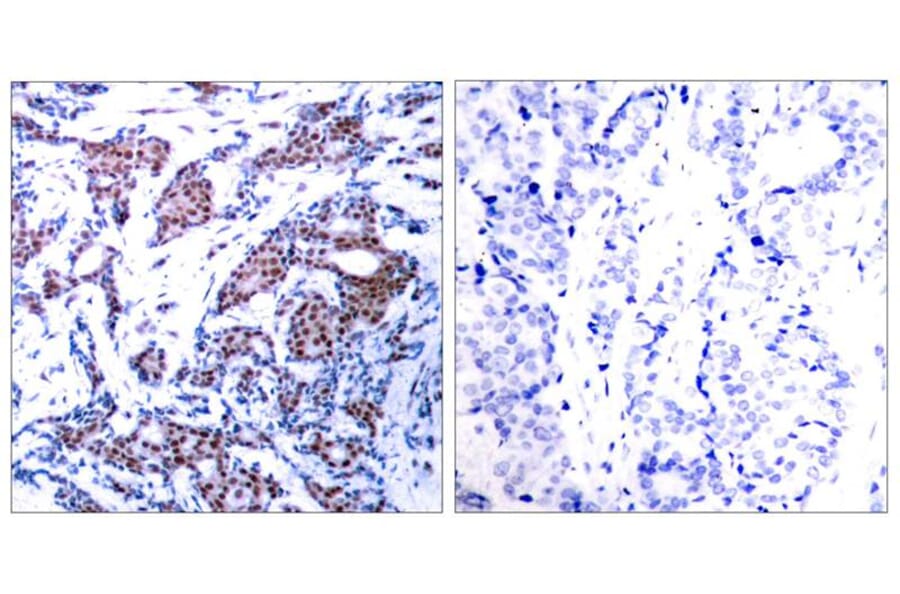Immunohistochemistry - c-Jun (Phospho-Ser73) Antibody from Signalway Antibody (11003) - Antibodies.com