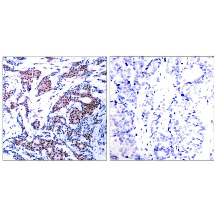 Immunohistochemistry - c-Jun (Phospho-Ser73) Antibody from Signalway Antibody (11003) - Antibodies.com