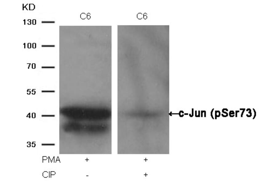Western blot - c-Jun (Phospho-Ser73) Antibody from Signalway Antibody (11003) - Antibodies.com