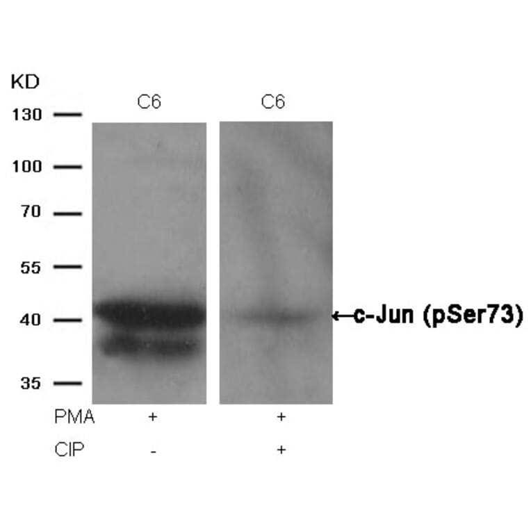 Western blot - c-Jun (Phospho-Ser73) Antibody from Signalway Antibody (11003) - Antibodies.com