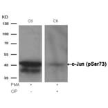 Western blot - c-Jun (Phospho-Ser73) Antibody from Signalway Antibody (11003) - Antibodies.com