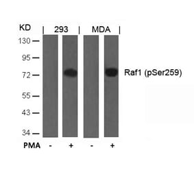 Western blot - Raf1 (Phospho-Ser259) Antibody from Signalway Antibody (11006) - Antibodies.com