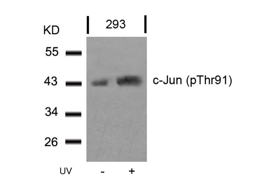 Western blot - c-Jun (Phospho-Thr91) Antibody from Signalway Antibody (11021) - Antibodies.com