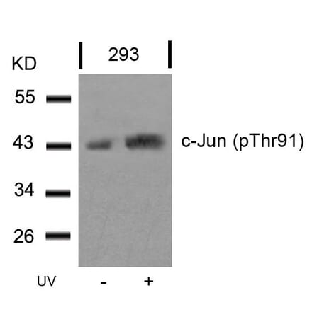 Western blot - c-Jun (Phospho-Thr91) Antibody from Signalway Antibody (11021) - Antibodies.com