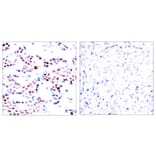 Immunohistochemistry - c-Jun (Phospho-Thr91) Antibody from Signalway Antibody (11021) - Antibodies.com