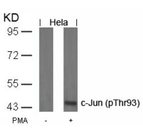Western blot - c-Jun (Phospho-Thr93) Antibody from Signalway Antibody (11022) - Antibodies.com