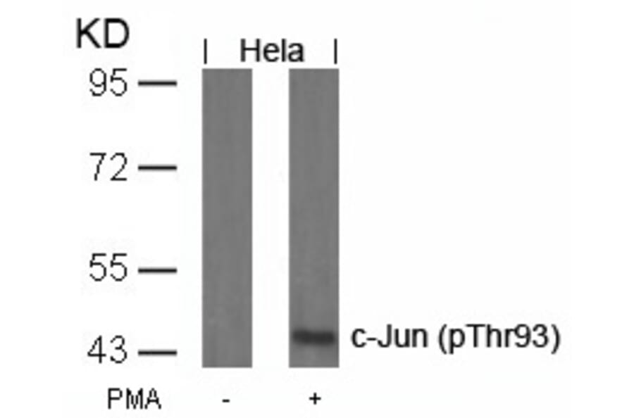 Western blot - c-Jun (Phospho-Thr93) Antibody from Signalway Antibody (11022) - Antibodies.com
