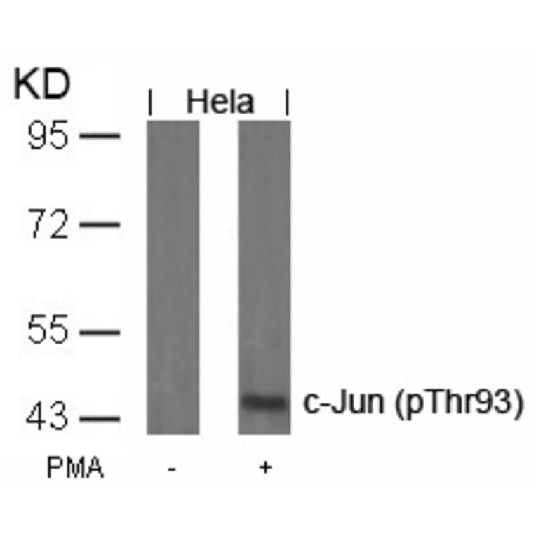 Western blot - c-Jun (Phospho-Thr93) Antibody from Signalway Antibody (11022) - Antibodies.com