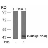 Western blot - c-Jun (Phospho-Thr93) Antibody from Signalway Antibody (11022) - Antibodies.com