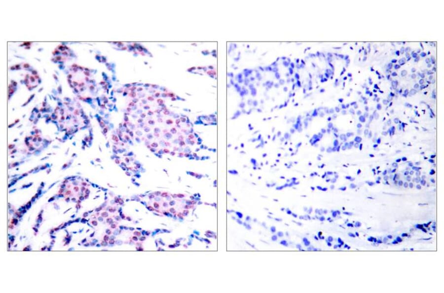 Immunohistochemistry - c-Jun (Phospho-Thr93) Antibody from Signalway Antibody (11022) - Antibodies.com