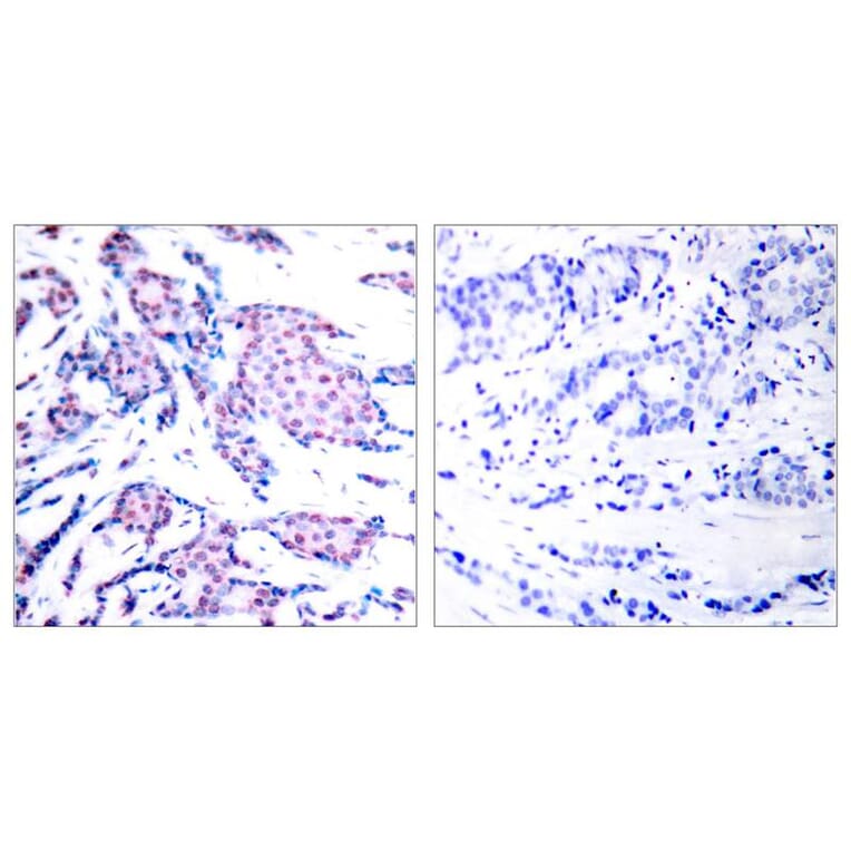 Immunohistochemistry - c-Jun (Phospho-Thr93) Antibody from Signalway Antibody (11022) - Antibodies.com