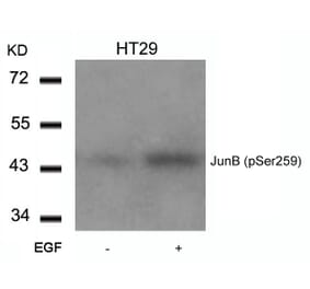 Western blot - JunB (Phospho-Ser259) Antibody from Signalway Antibody (11027) - Antibodies.com