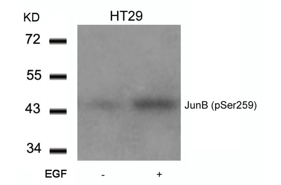 Western blot - JunB (Phospho-Ser259) Antibody from Signalway Antibody (11027) - Antibodies.com