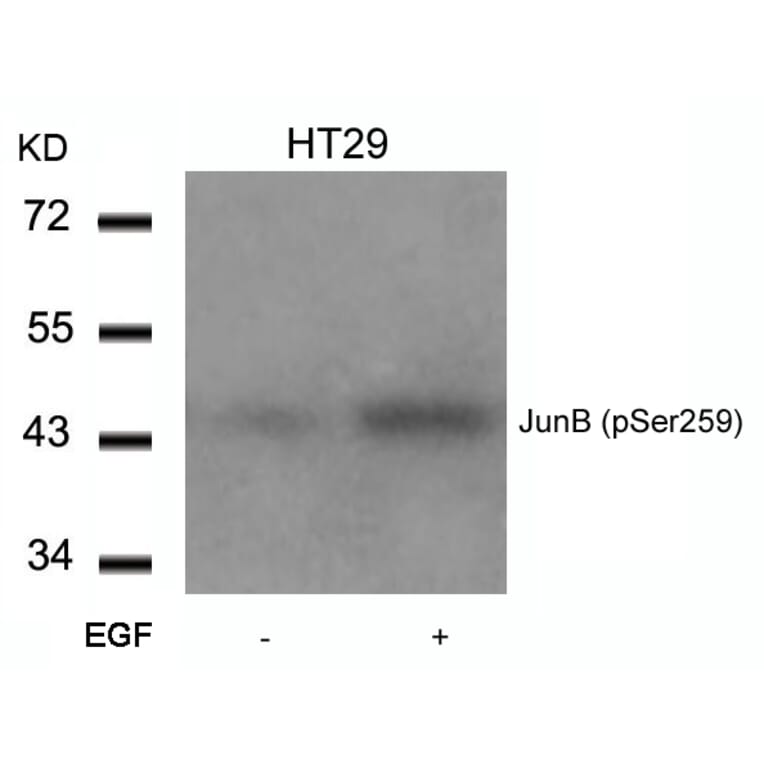 Western blot - JunB (Phospho-Ser259) Antibody from Signalway Antibody (11027) - Antibodies.com