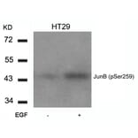 Western blot - JunB (Phospho-Ser259) Antibody from Signalway Antibody (11027) - Antibodies.com