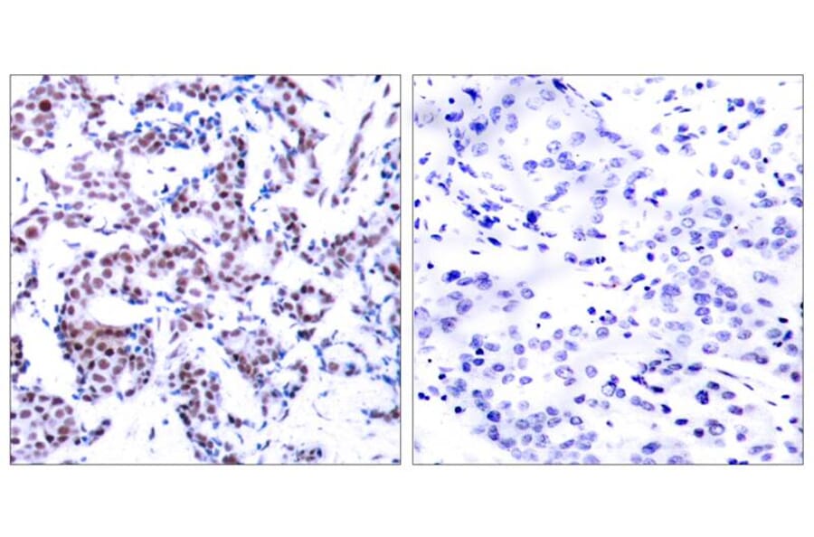 Immunohistochemistry - JunB (Phospho-Ser259) Antibody from Signalway Antibody (11027) - Antibodies.com