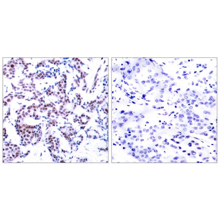 Immunohistochemistry - JunB (Phospho-Ser259) Antibody from Signalway Antibody (11027) - Antibodies.com