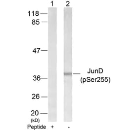 Western blot - JunD (Phospho-Ser255) Antibody from Signalway Antibody (11028) - Antibodies.com