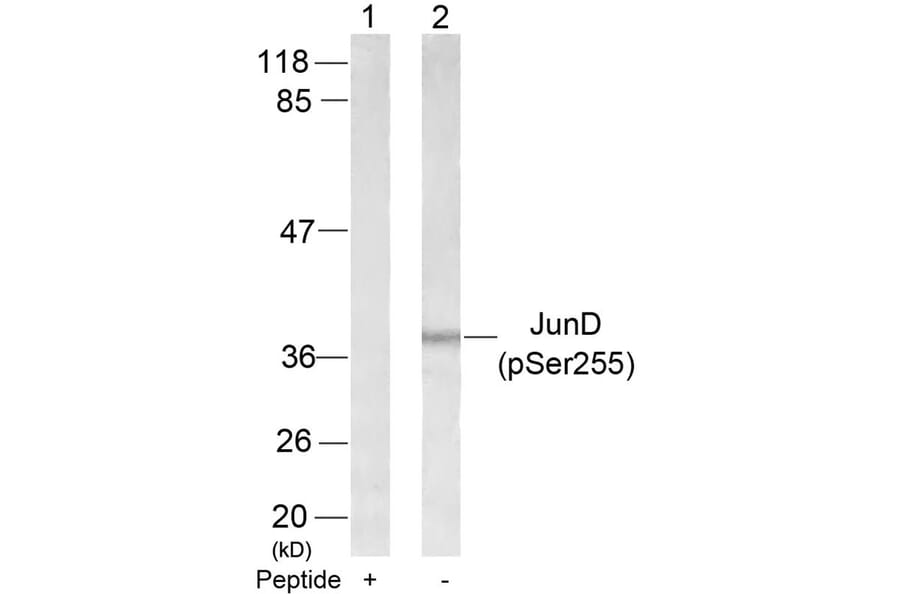 Western blot - JunD (Phospho-Ser255) Antibody from Signalway Antibody (11028) - Antibodies.com