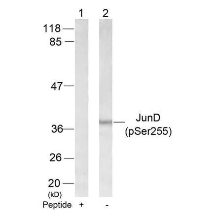 Western blot - JunD (Phospho-Ser255) Antibody from Signalway Antibody (11028) - Antibodies.com
