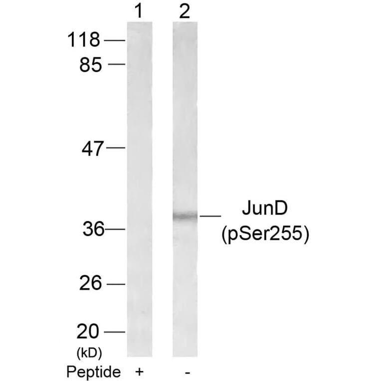 Western blot - JunD (Phospho-Ser255) Antibody from Signalway Antibody (11028) - Antibodies.com