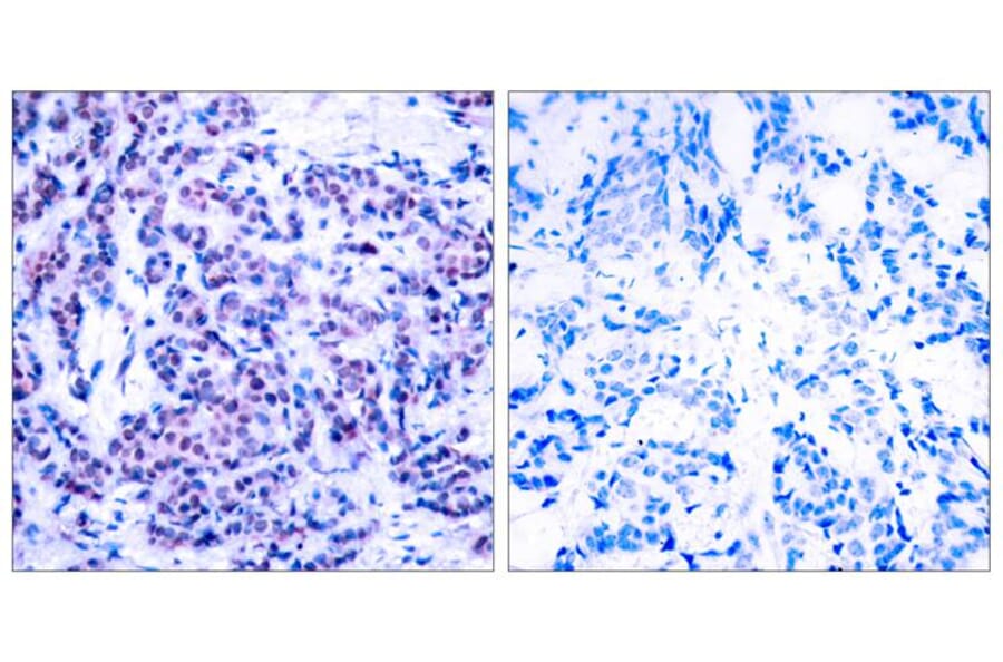 Immunohistochemistry - JunD (Phospho-Ser255) Antibody from Signalway Antibody (11028) - Antibodies.com